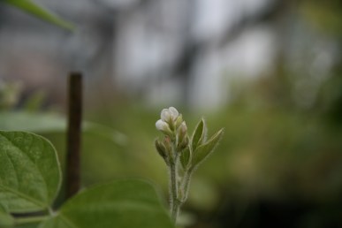 Flowering soybean 3 copy
